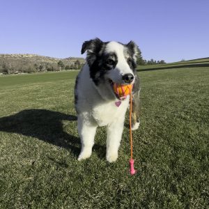 KONG Bunji High-Viz Ball Assorted Lg