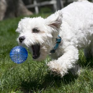 KONG Squeezz Geodz Squeaky Fetch Dog Toy - Large 2-Pack Assorted