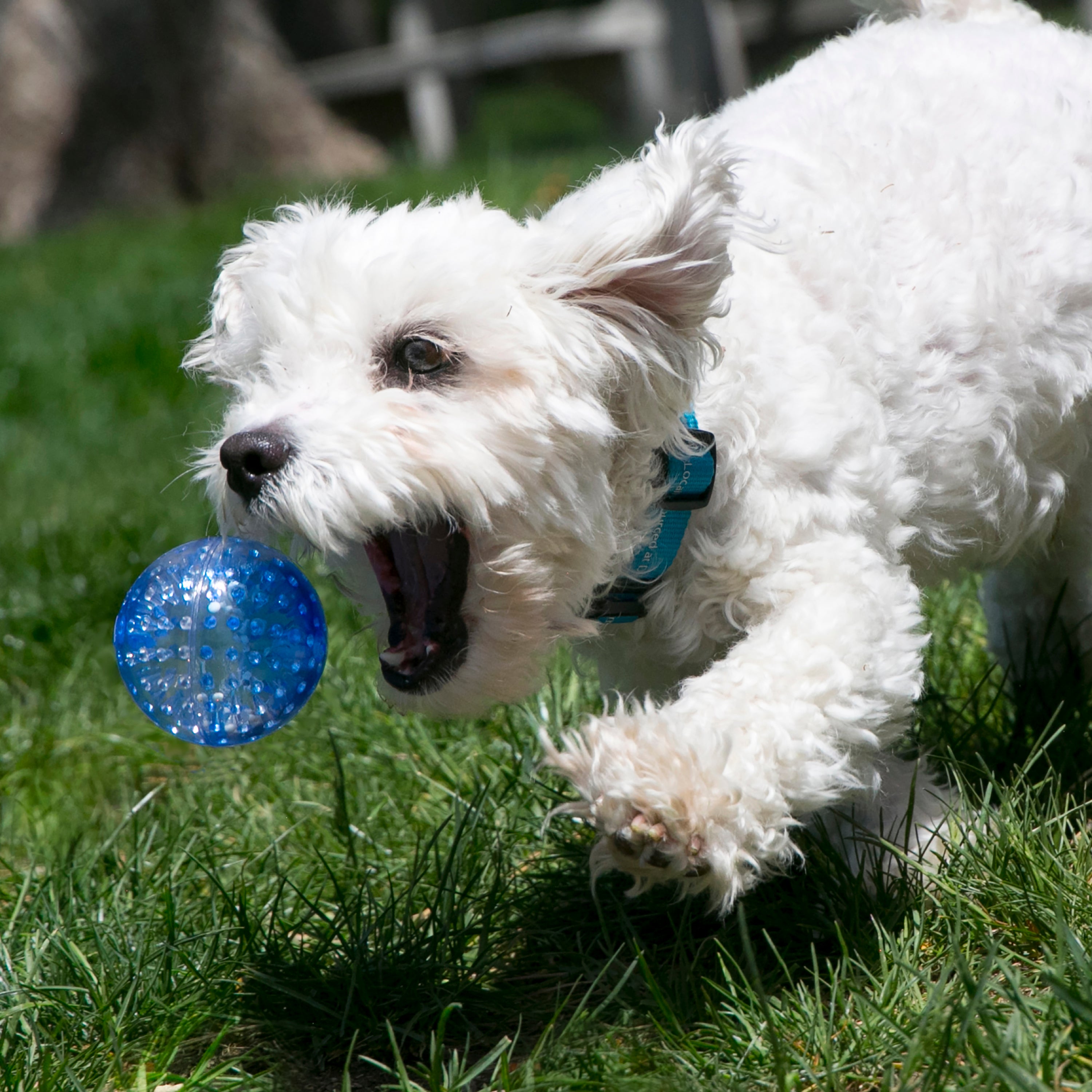 KONG Squeezz Geodz Squeaky Fetch Dog Toy - Large 2-Pack Assorted