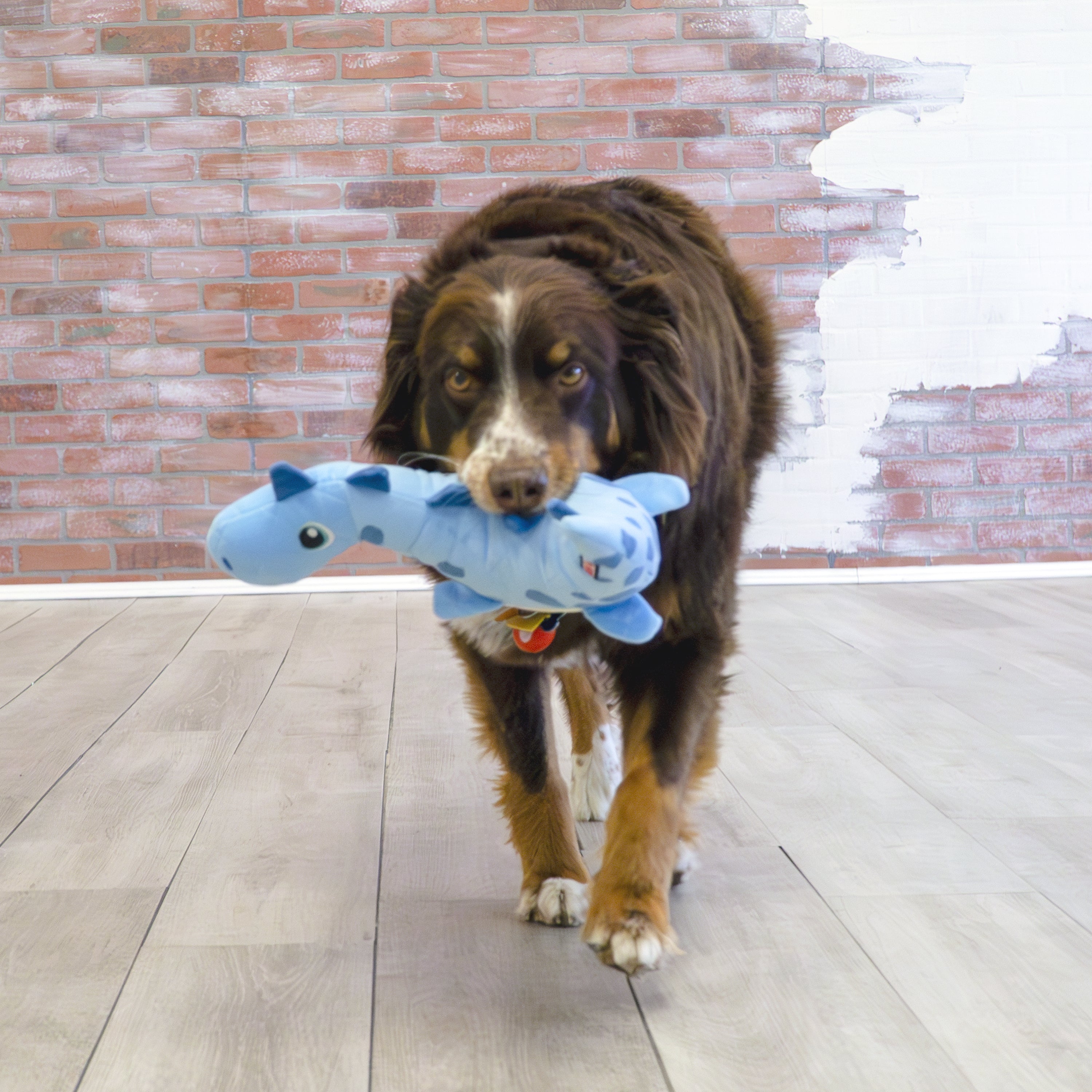 KONG Dynos Roars Squeaky Dog Toy Medium/Large - Blue