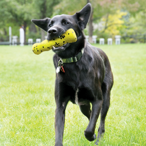 KONG Reflex Durable Fetch Dog Toy - Stick