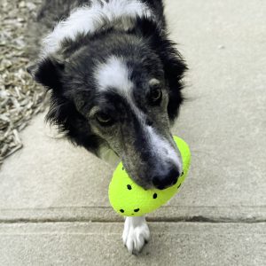 KONG Reflex Durable Fetch Dog Toy - Football Medium/Large