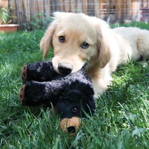 KONG Comfort Kiddos Bear Plush Dog Toy Large