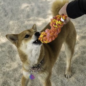 KONG Rope Bunji Durable Tug Dog Toy - Small Assorted