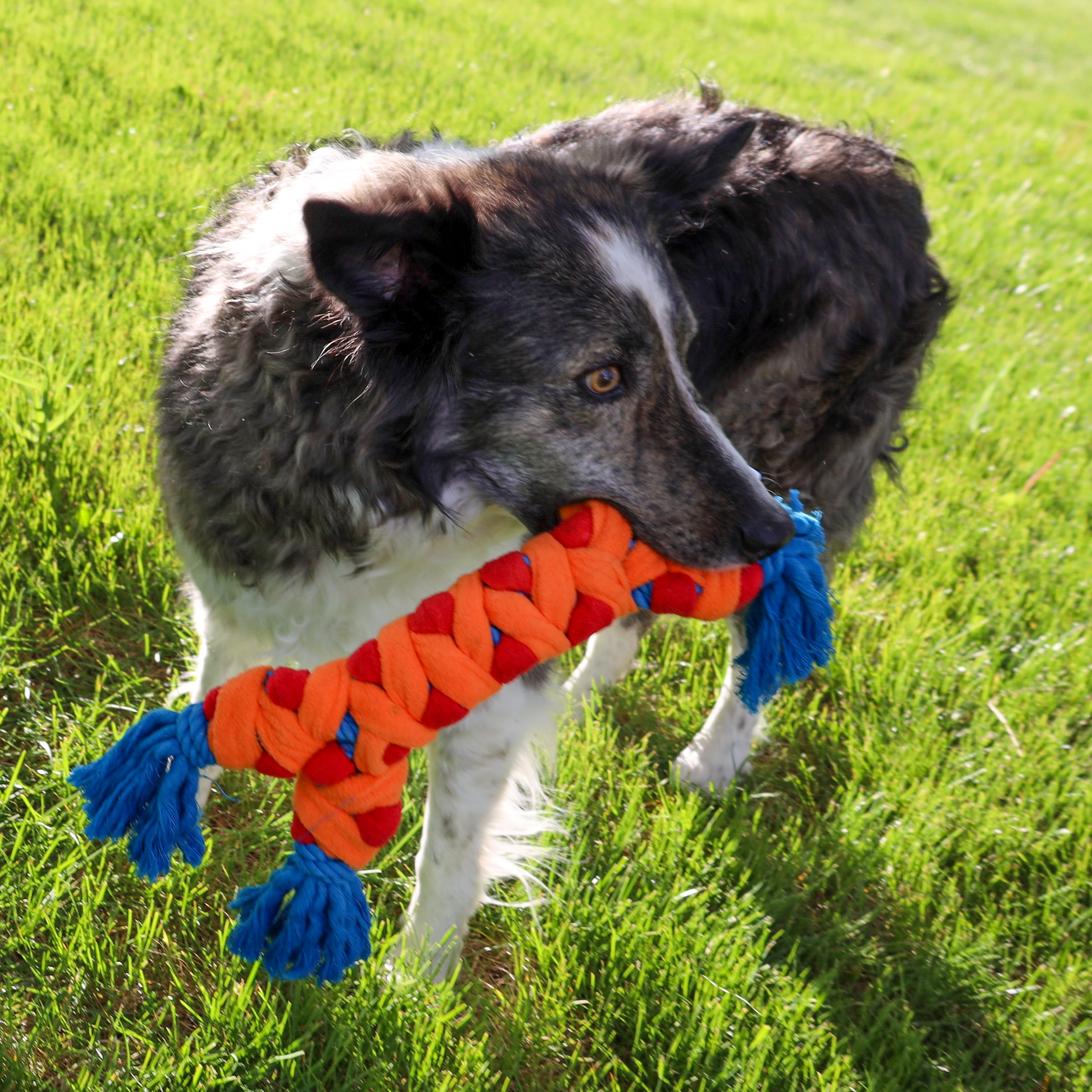 KONG Rope Rally Bone Durable Tug Dog Toy - Medium