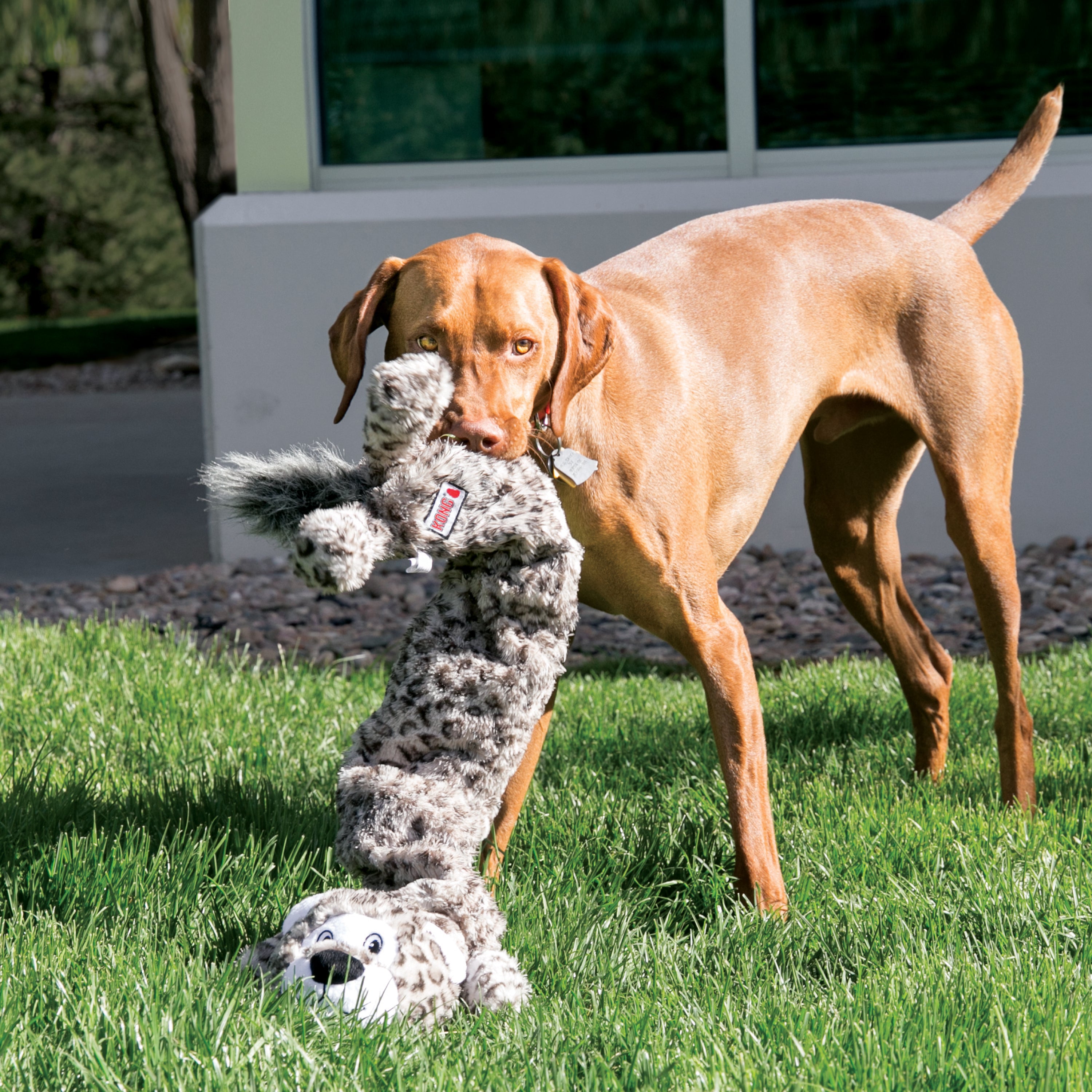 KONG Stretchezz Jumbo Snow Leopard Squeaky Stretch Dog Toy - X-Large