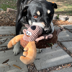 KONG Sherps Floofs Moose Squeaky Plush Dog Toy - Medium