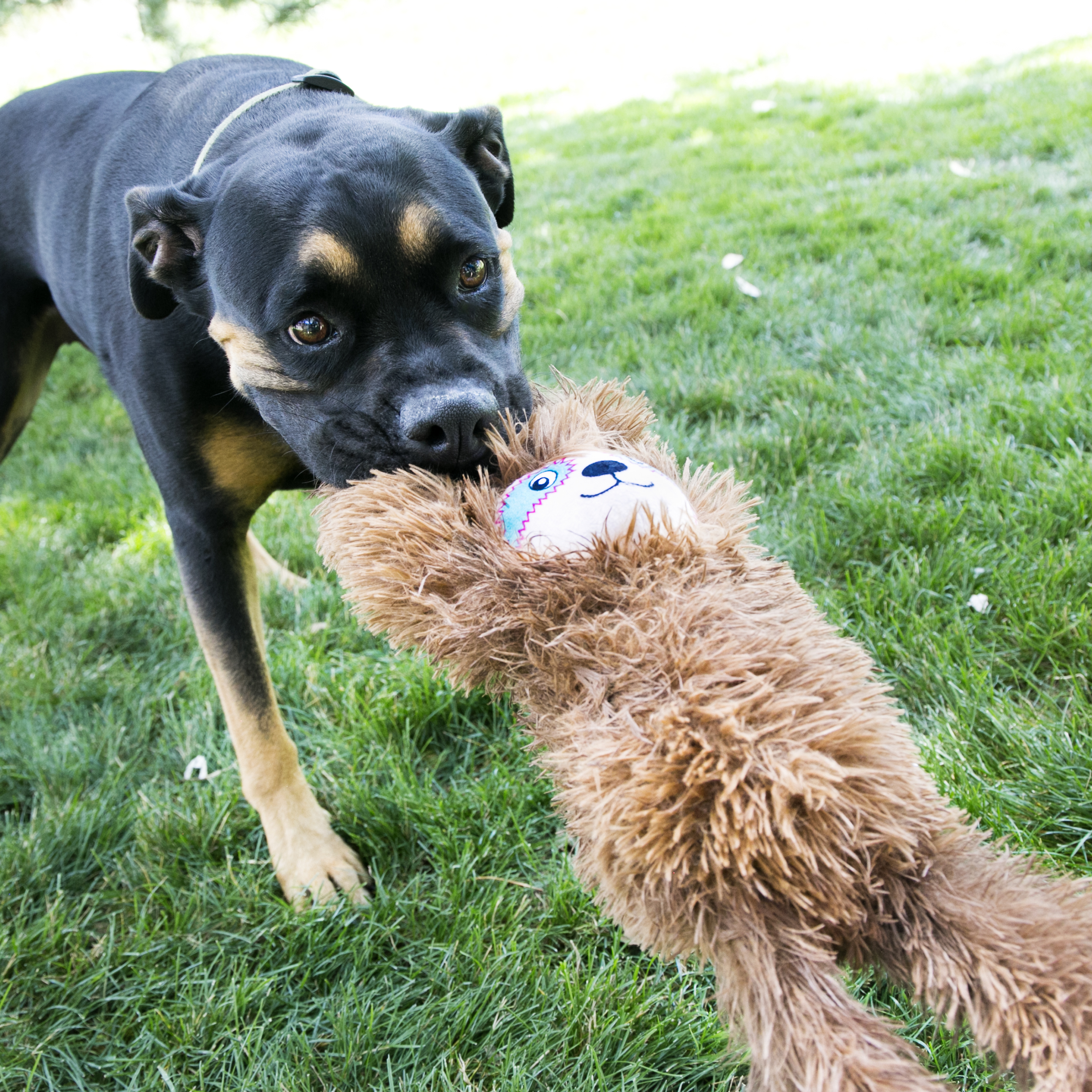 KONG Tuggz Sloth Squeaky Tug Plush Dog Toy - X-Large
