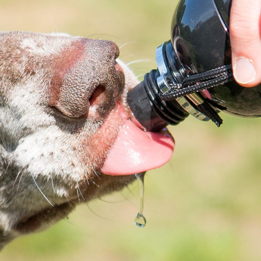 Harleys Companions - Dog Water Bottle, Lick 'n Flow, Friend