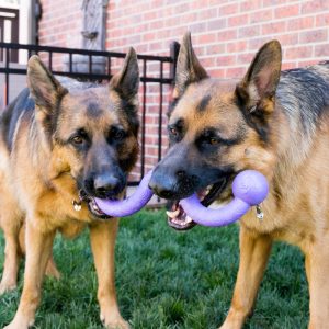 KONG Ogee Stick Durable Fetch Dog Toy - Medium Assorted