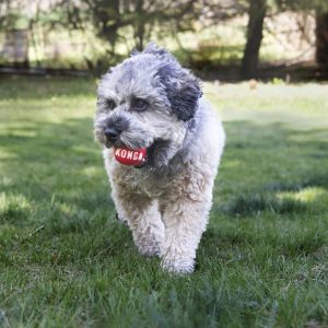 KONG Signature Balls Durable Fetch Dog Toy - Medium 2-Pack