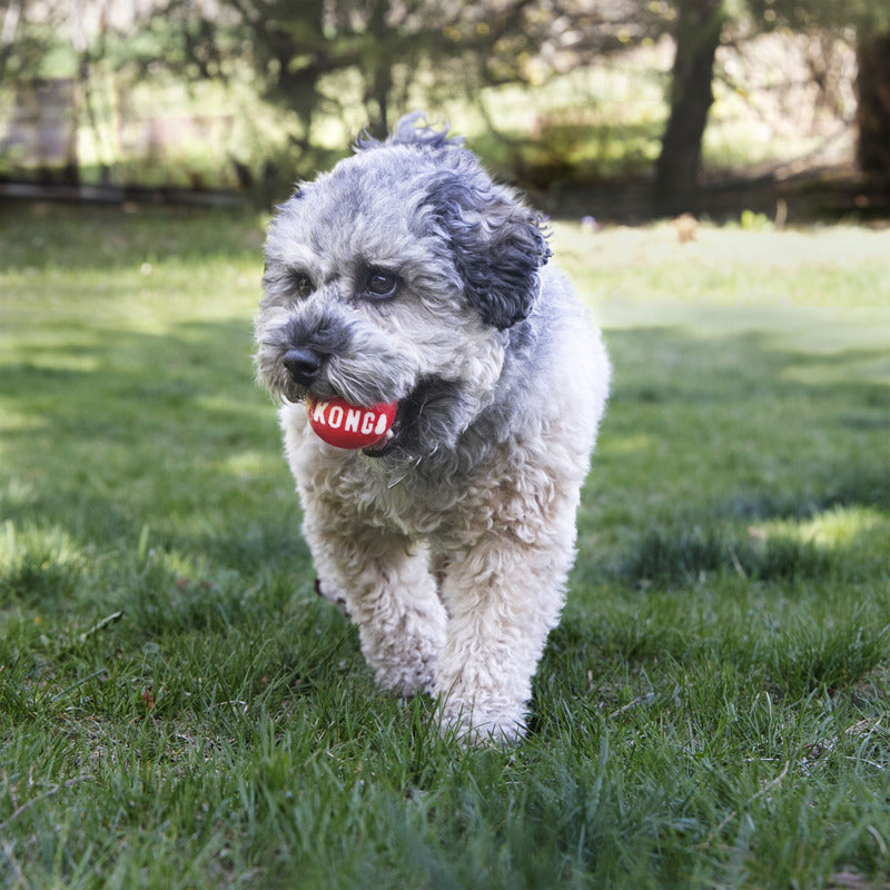 KONG Signature Balls Durable Fetch Dog Toy - Large 2-Pack