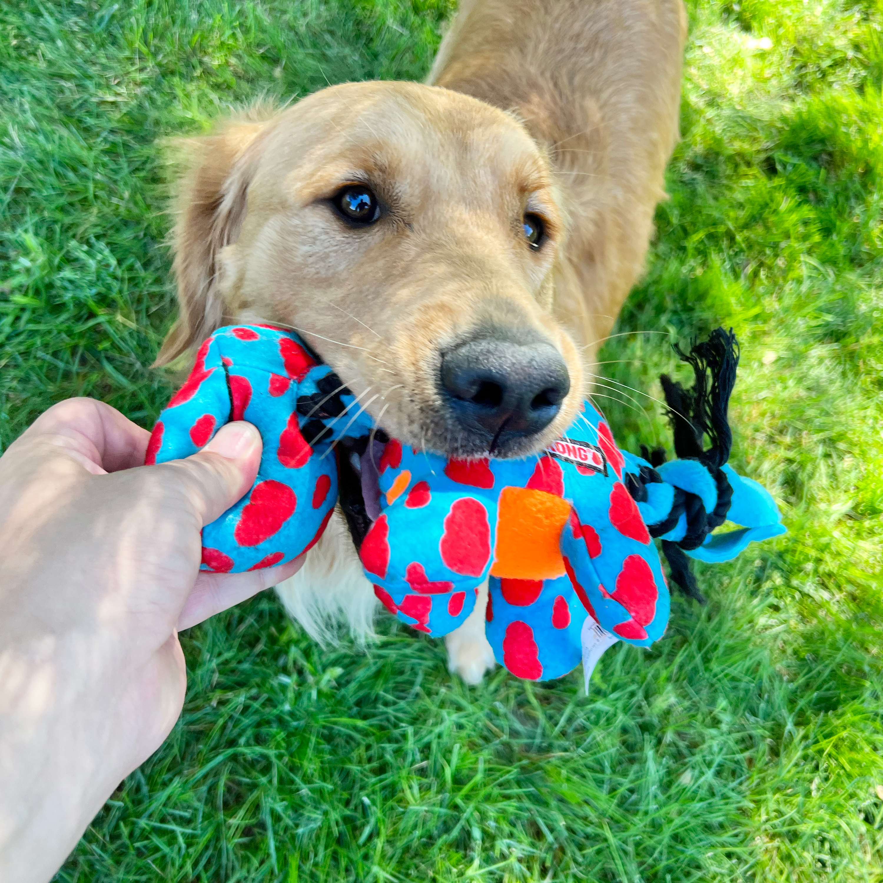 KONG Signature Dynos Squeaky Plush Dog Toy - Medium Assorted