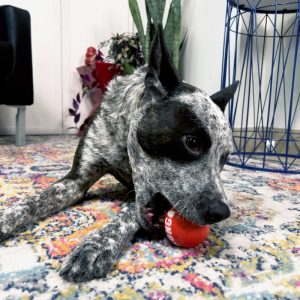 KONG Signature Balls Durable Fetch Dog Toy - Medium 4-Pack Assorted