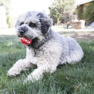 KONG Signature Balls Durable Fetch Dog Toy - Small 4-Pack Assorted