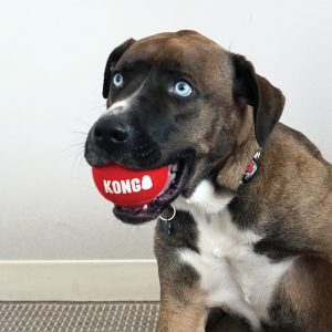 KONG Signature Sport Balls Durable Non-Abrasive Fetch Dog Toys - 2-Pack Large