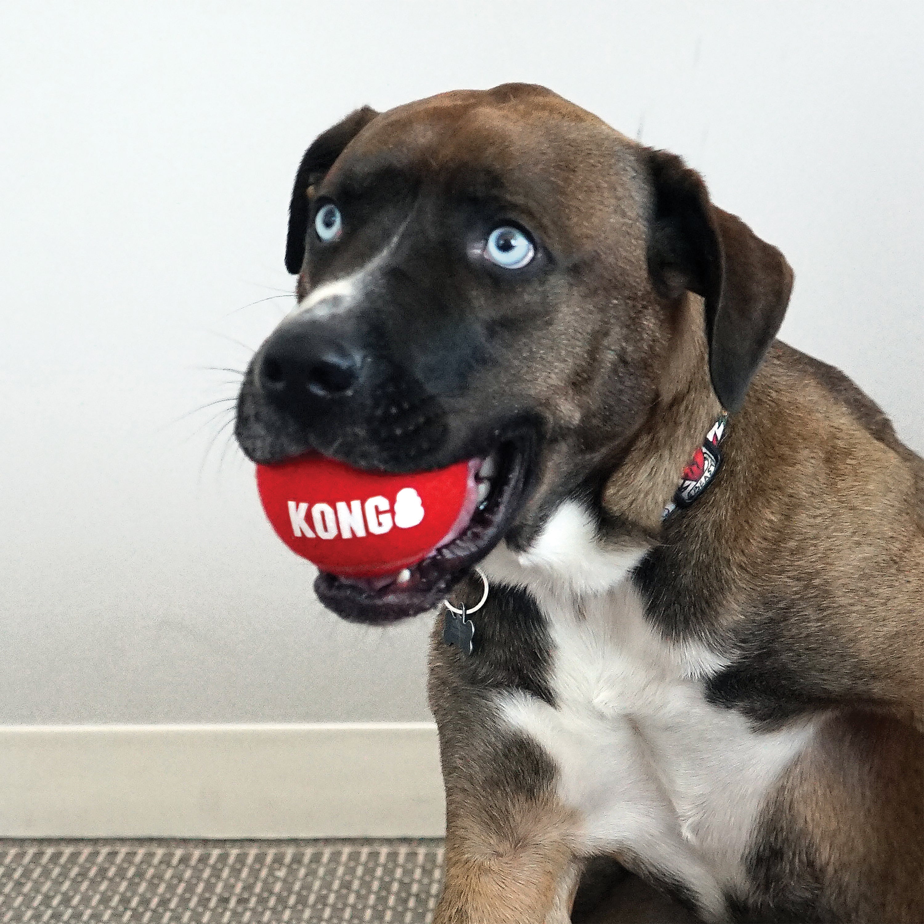 KONG Signature Sport Balls Durable Non-Abrasive Fetch Dog Toys - 2-Pack Large