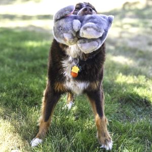 KONG Toughz Bunny Durable Squeaky Plush Dog Toy - Medium