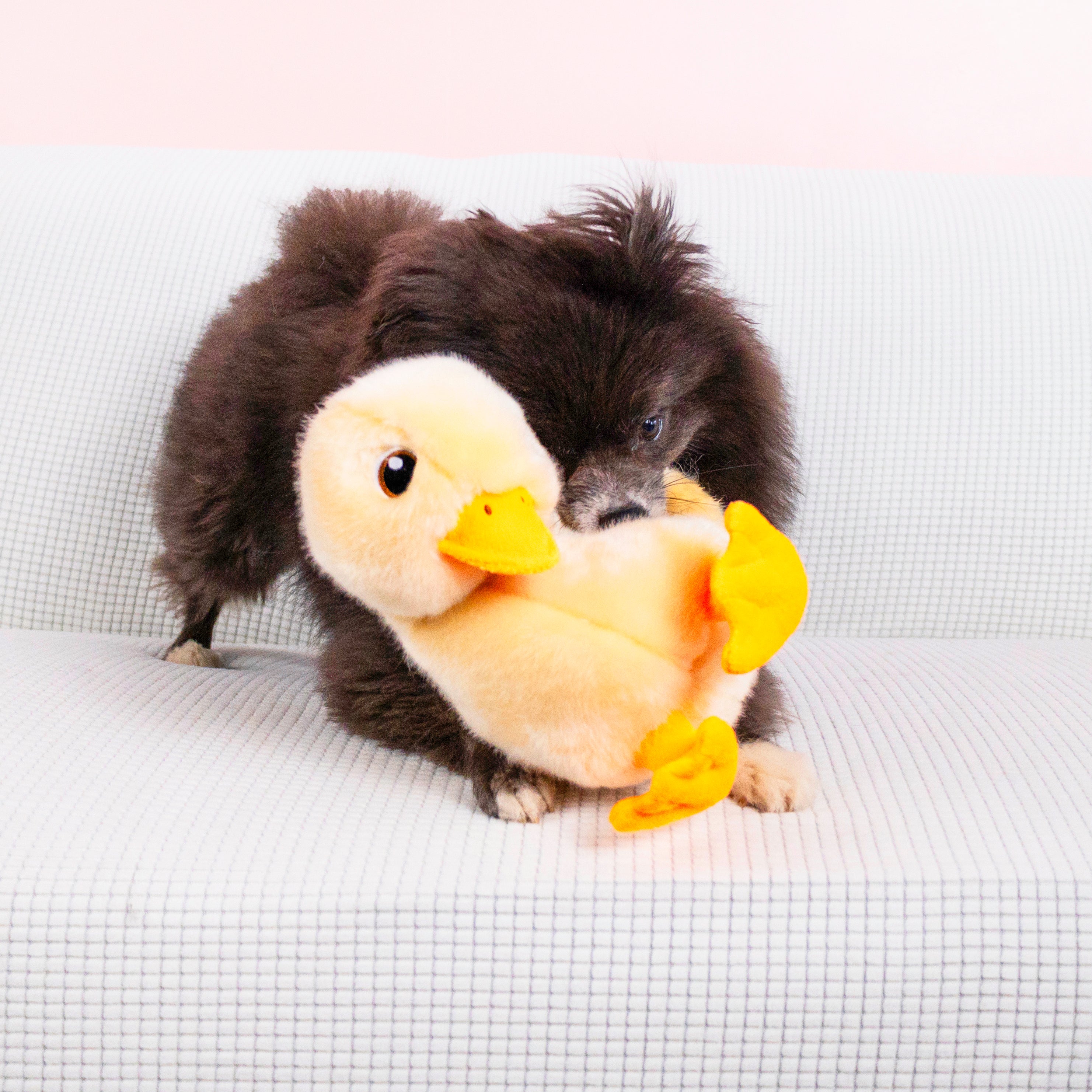 KONG Toughz Duck Durable Squeaky Plush Dog Toy - Medium