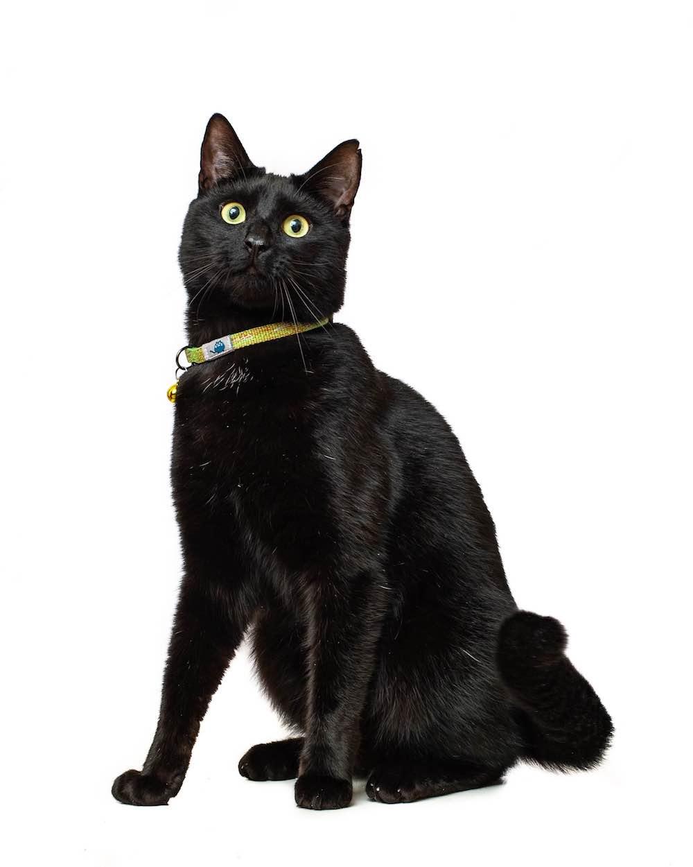 Harleys Companions - Reflective Cat Collar | Adjustable | Safety Snap Clip