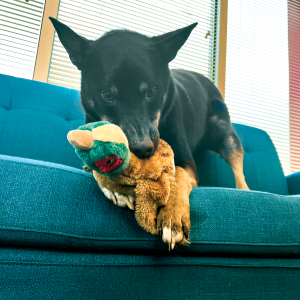 KONG Wild Low Stuff Pheasant Squeaky Plush Dog Toy - Medium