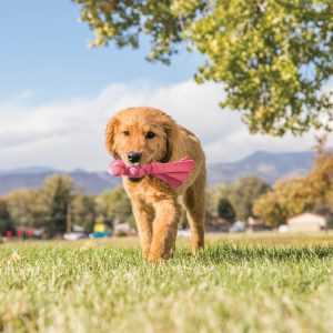 KONG Wubba Puppy Durable Squeaky Tug Dog Toy - Small Blue/Pink (21cm)