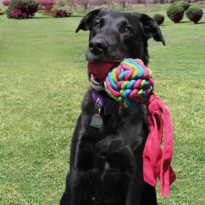 KONG Wubba Weaves Durable Squeaky Tug Dog Toy - Large Assorted