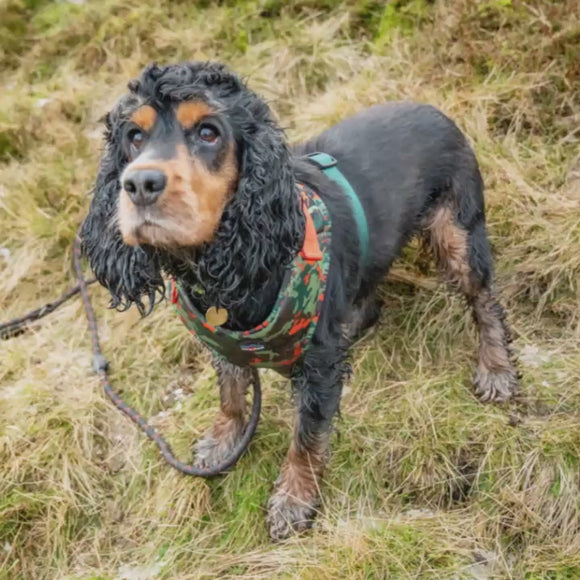 Harleys Companions - Earth Friendly - Trekker Harness