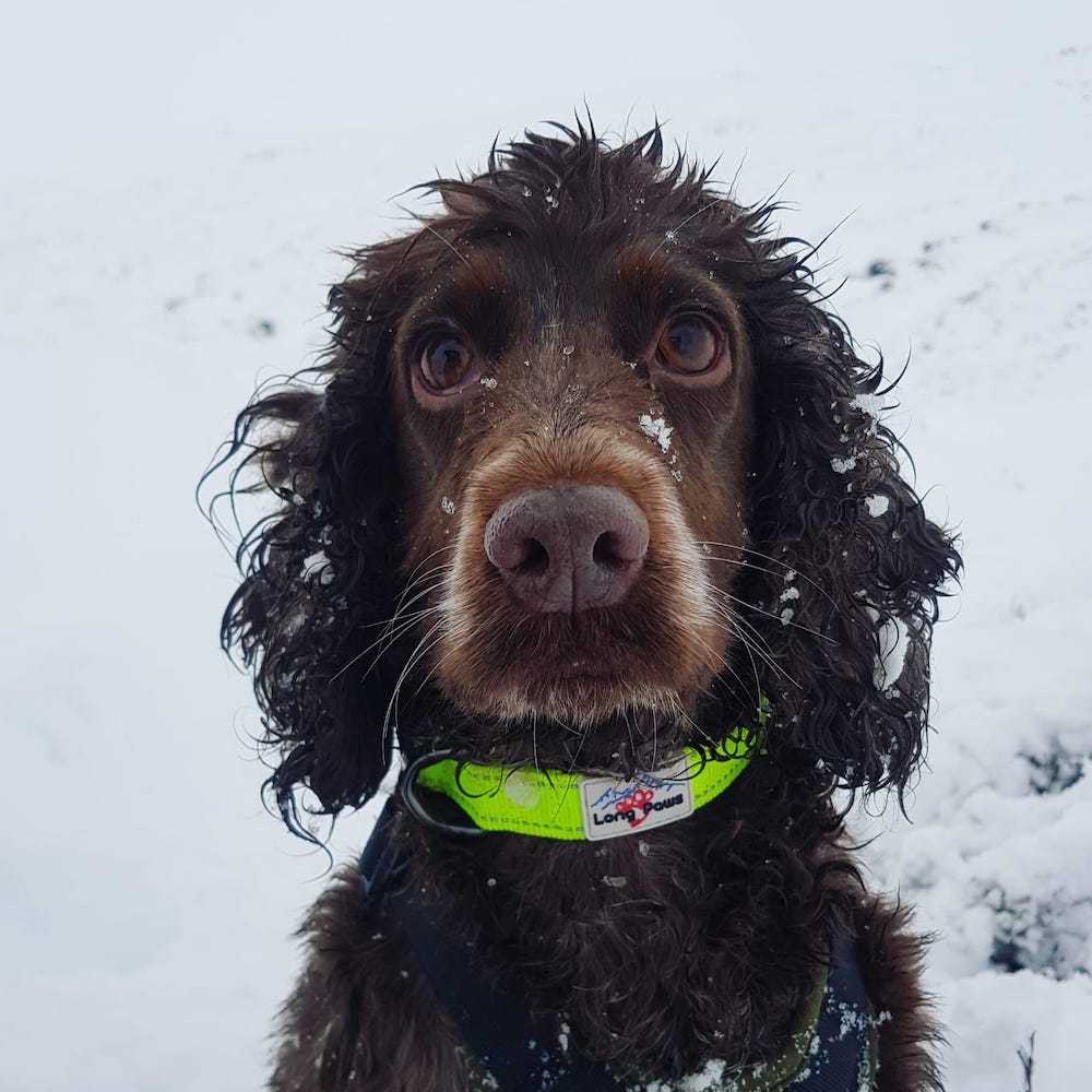 Long Paws, Neon Dog Collar