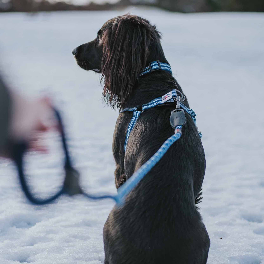 Long Paws, Comfort Rope Lead | Locking Screw Clip (Mark 3) | Navy Blue