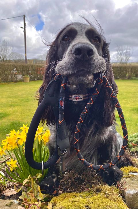 Long Paws, Comfort Rope Lead | Locking Screw Clip (Mark 3) | Black (with Orange Stripes)