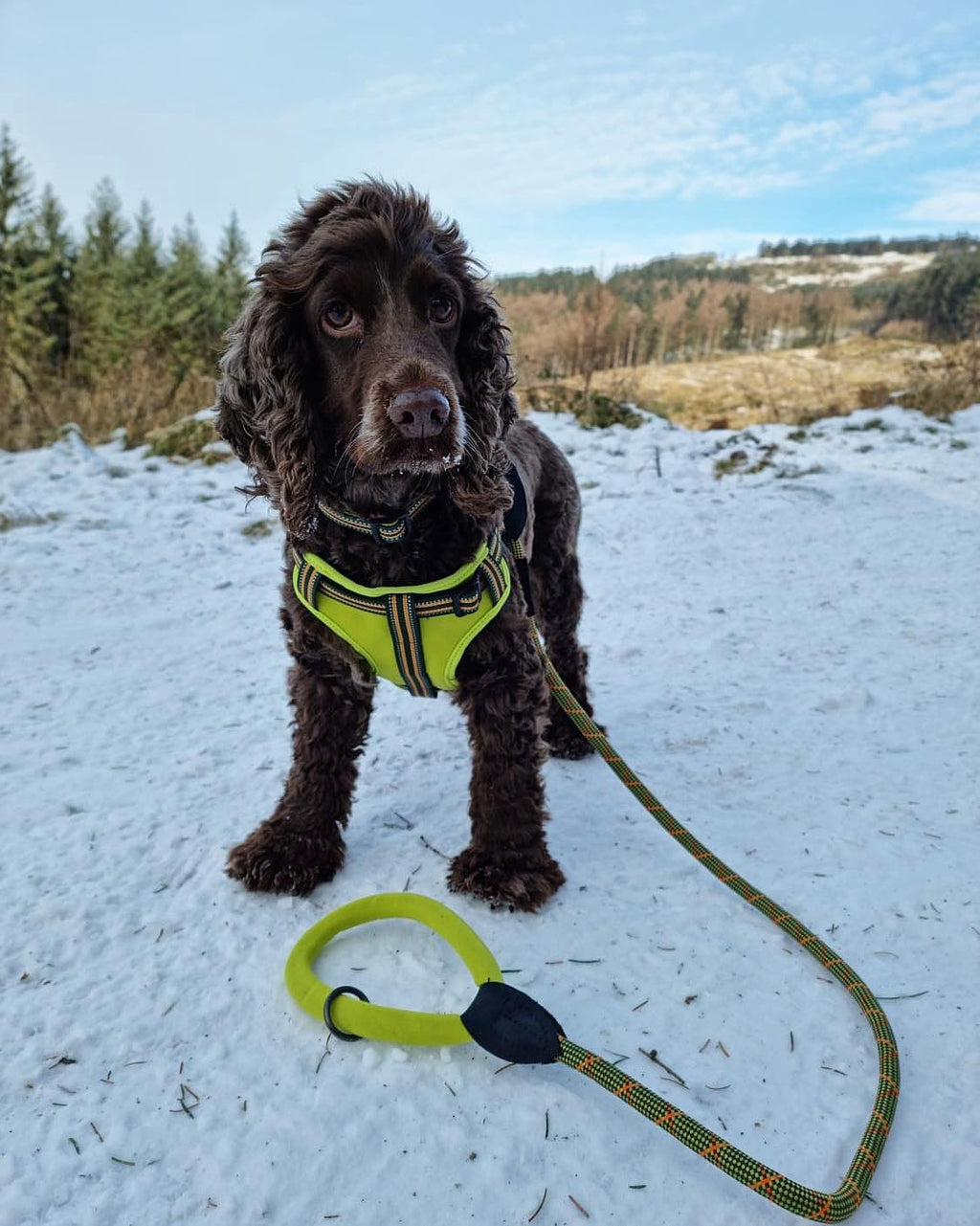 Long Paws, Comfort Step-in Dog Harness - Green
