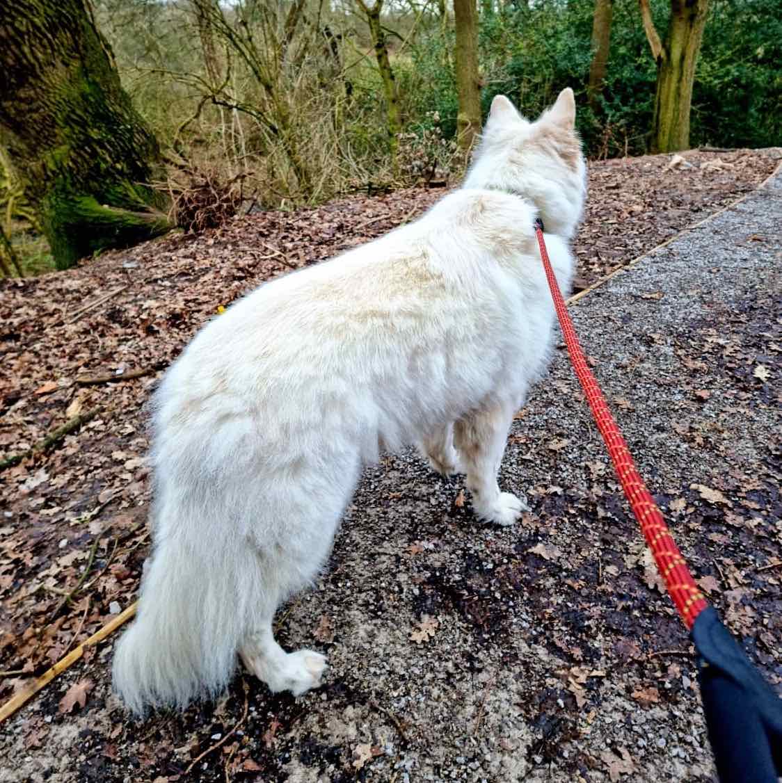 Long Paws, Comfort Rope Slip Lead