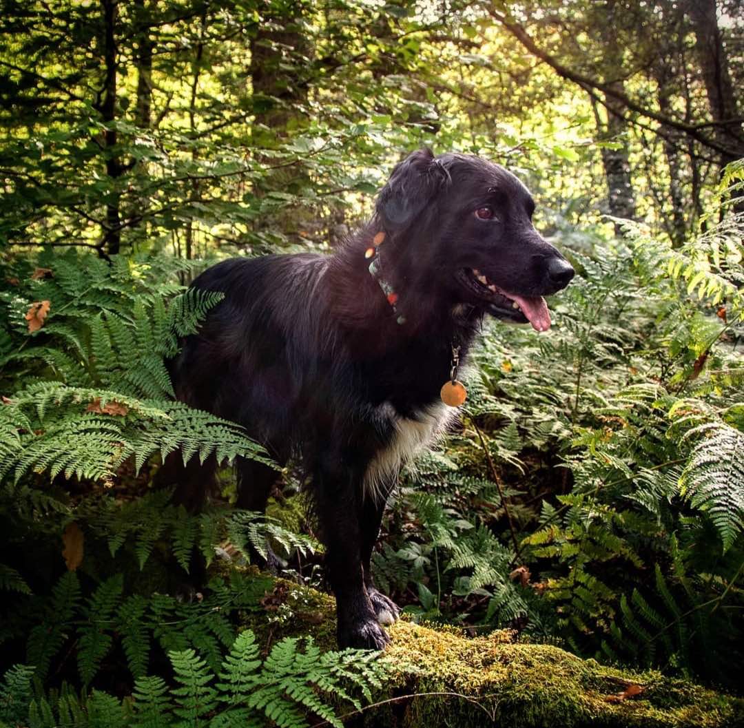 Long Paws, Earth Friendly - Trig Point Collar