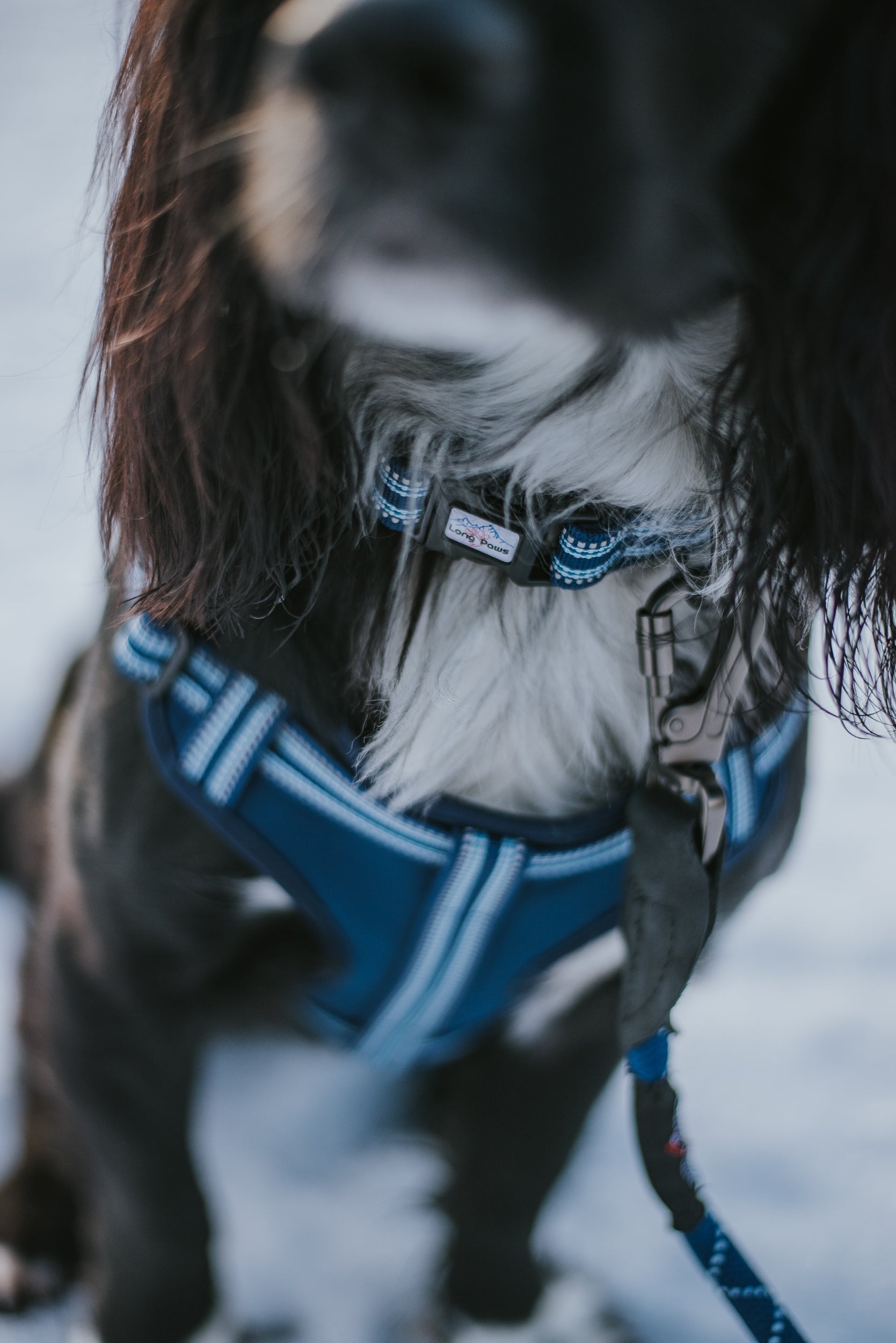 Long Paws, Comfort Step-in Dog Harness - Navy Blue
