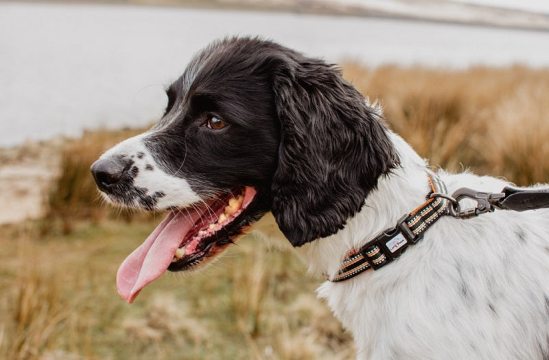 Long Paws, Comfort Dog Collar - Black