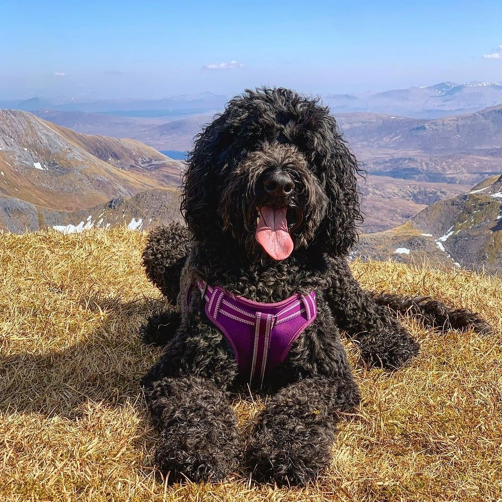 Long Paws, Comfort Step-in Dog Harness - Purple