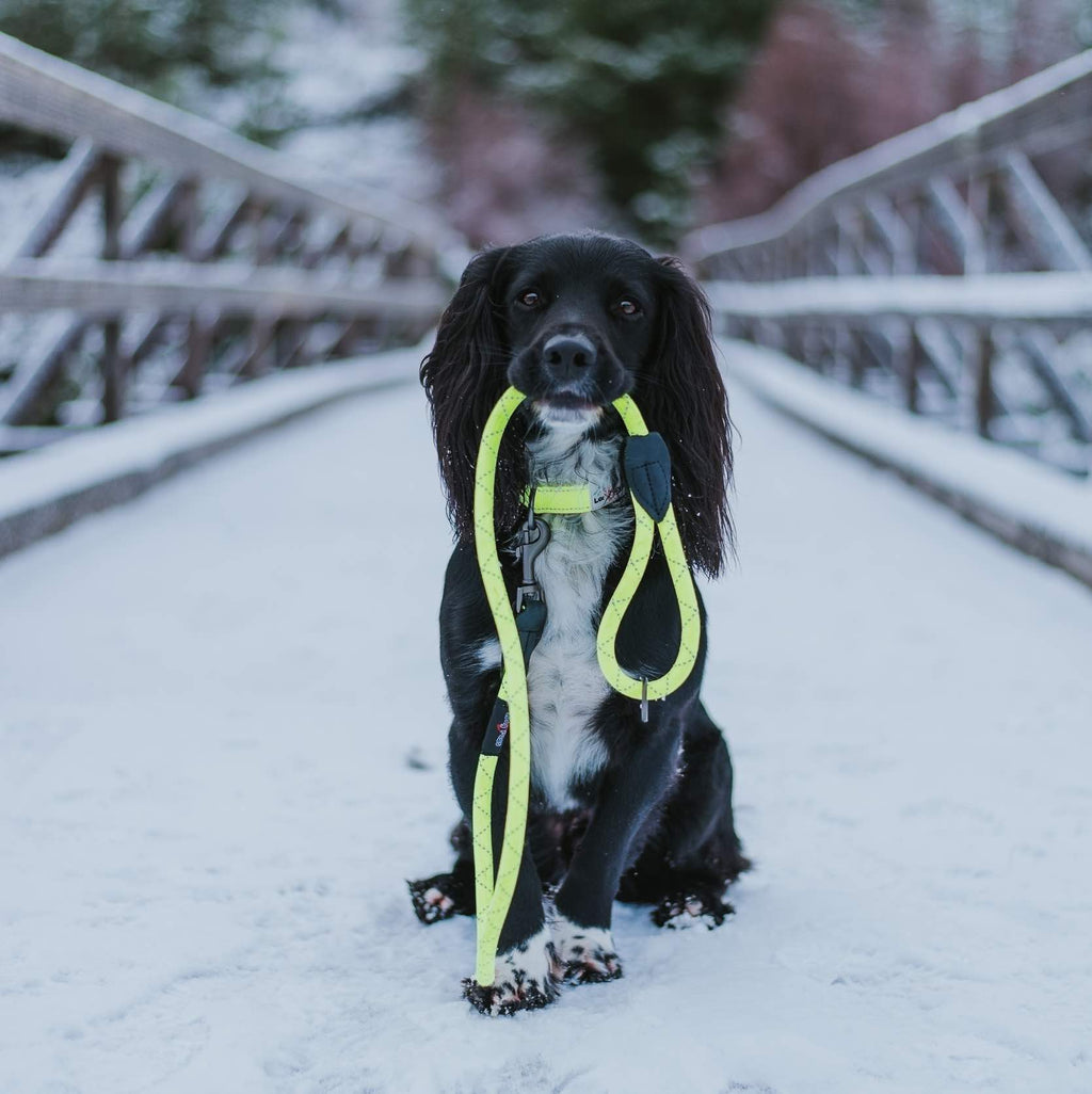 Long Paws, Reflective Neon Rope Lead