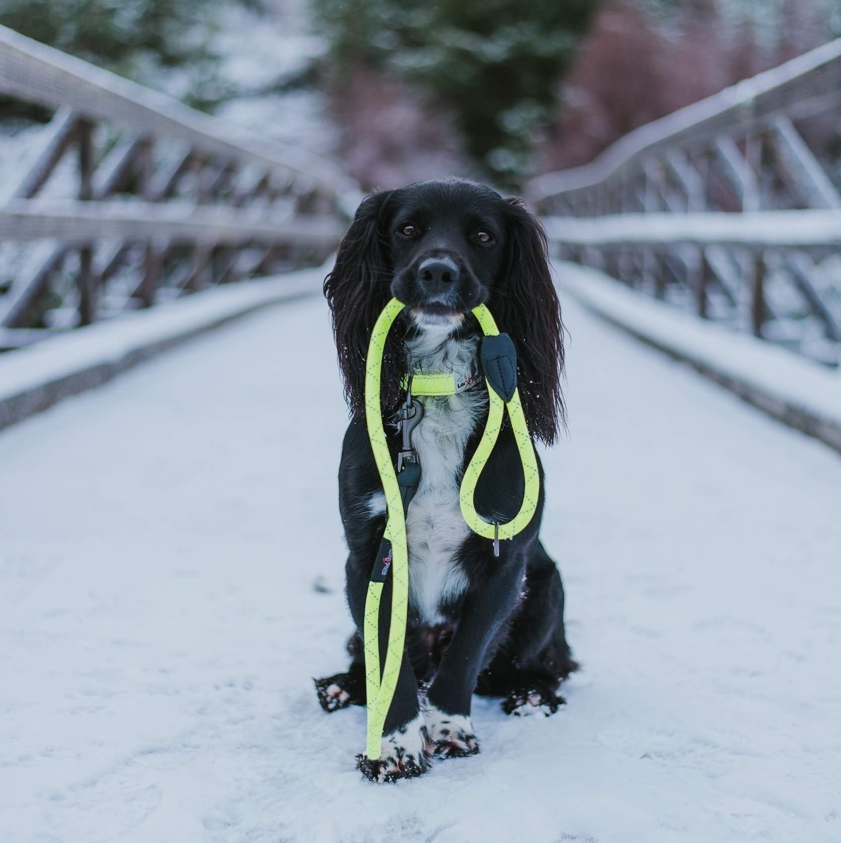 Long Paws, Reflective Neon Rope Lead