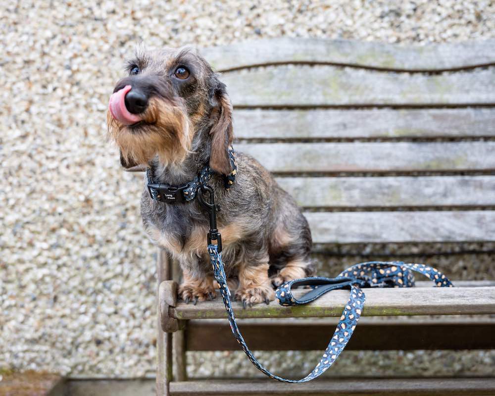 Long Paws, Funk the Dog Collar | Leopard Green & Gold