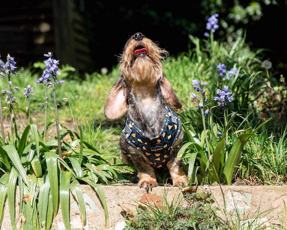 Long Paws, Funk the Dog Harness | Leopard Green & Gold