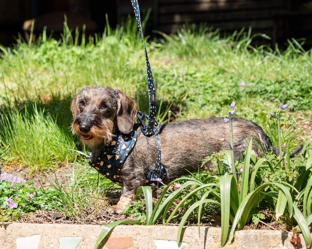 Long Paws, Funk the Dog Harness | Leopard Green & Gold
