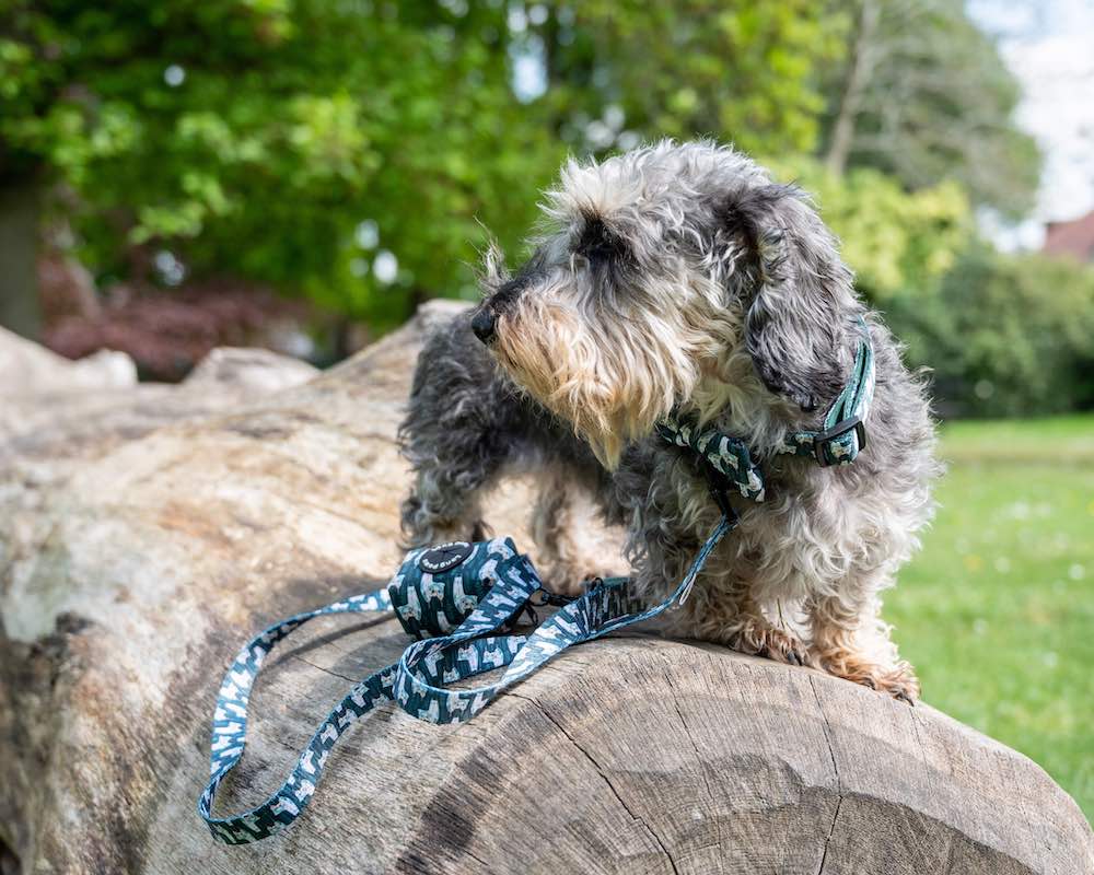 Long Paws, Funk the Dog Poo Bag Pouch | Llama Llama Llama