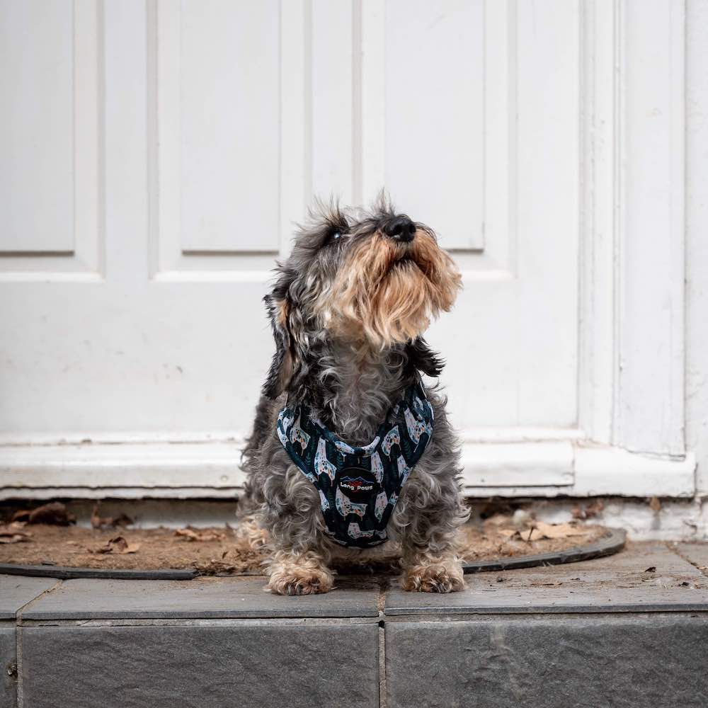 Long Paws, Funk the Dog Harness | Llama Llama Llama