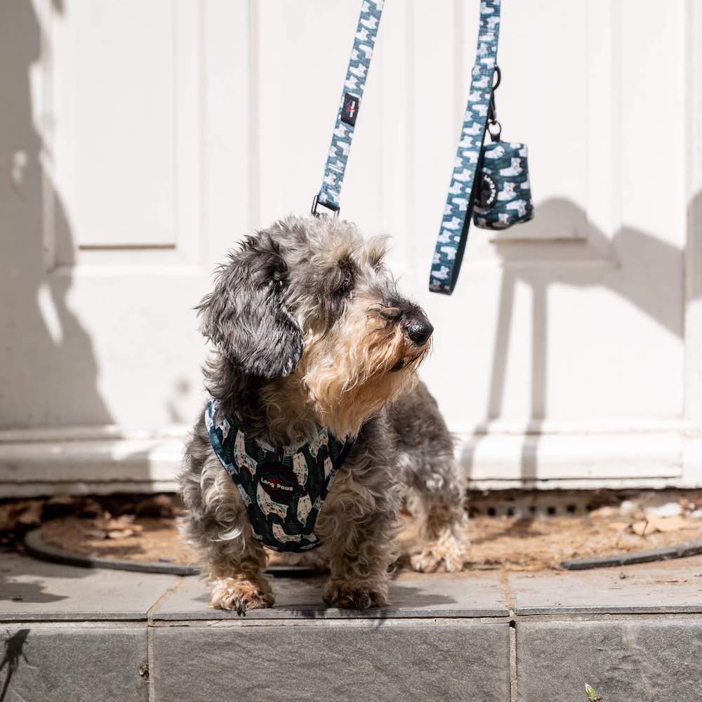 Long Paws, Funk the Dog Harness | Llama Llama Llama
