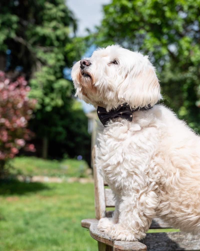 Long Paws, Funk the Dog Collar | Night Sky