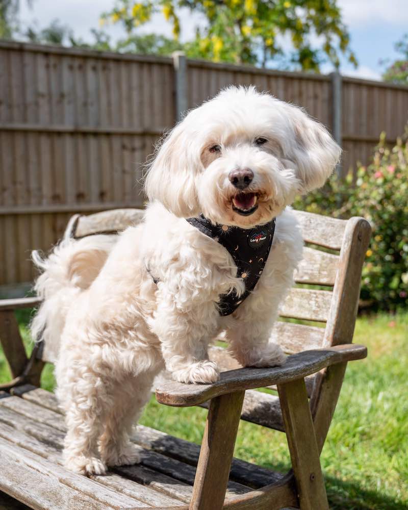 Long Paws, Funk the Dog Harness | Night Sky