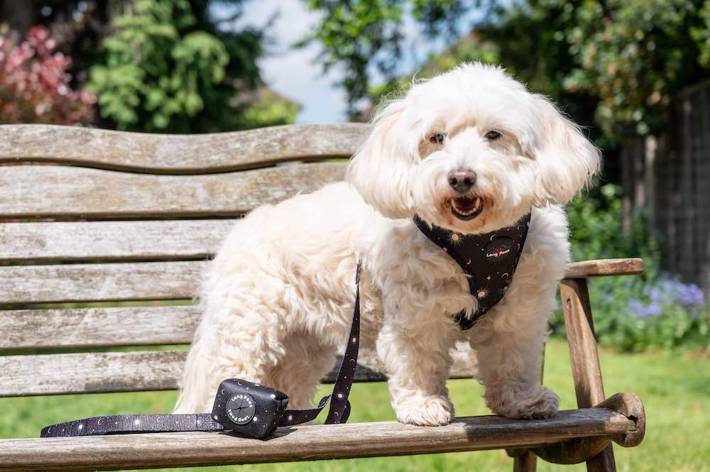 Long Paws, Funk the Dog Poo Bag Pouch | Night Sky