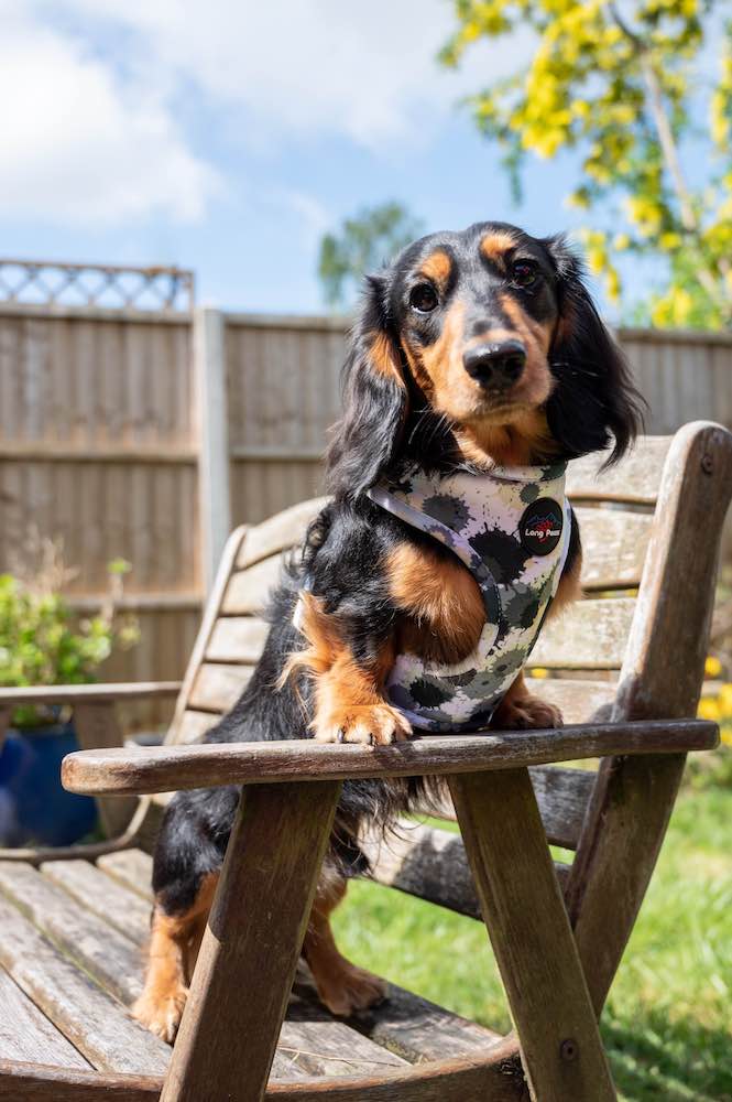 Long Paws, Funk the Dog Harness | Paint Splodge Grey