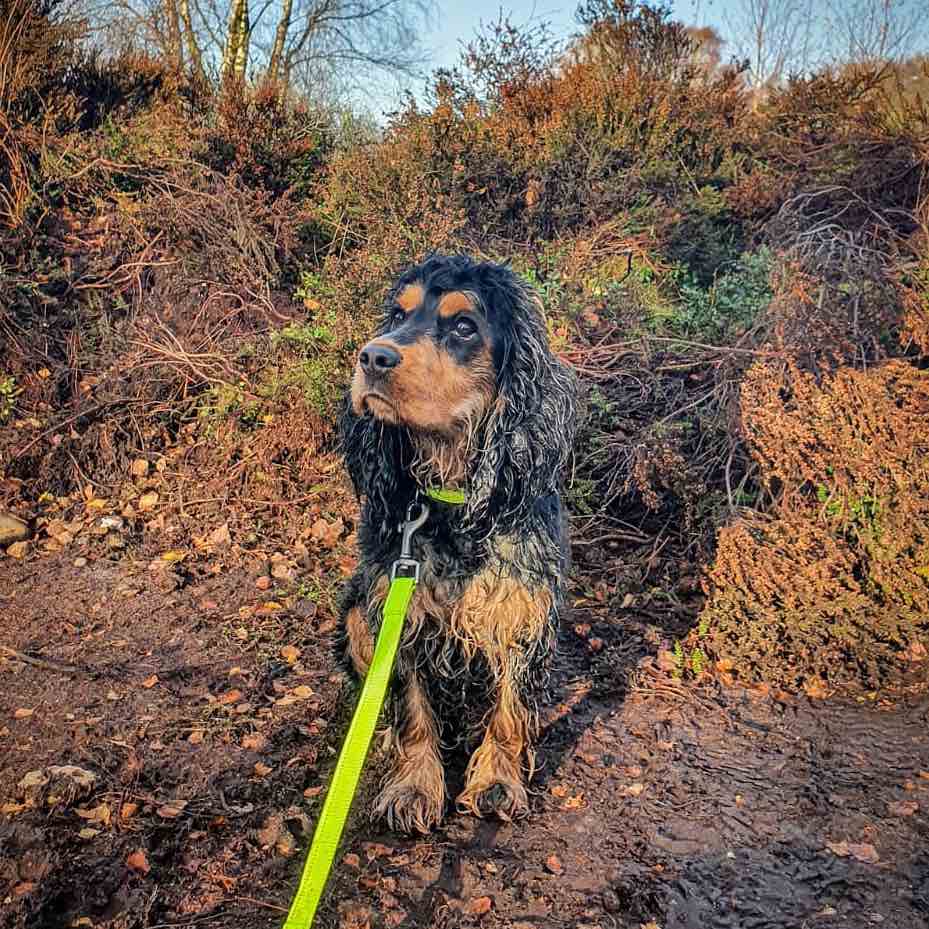 Long Paws, Neon Collar & Webbing Lead Set